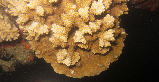  Montipora capitata (Rice Coral, Pore Coral)